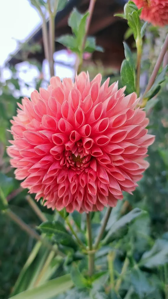 Pink dahlia in bloom at the farm
