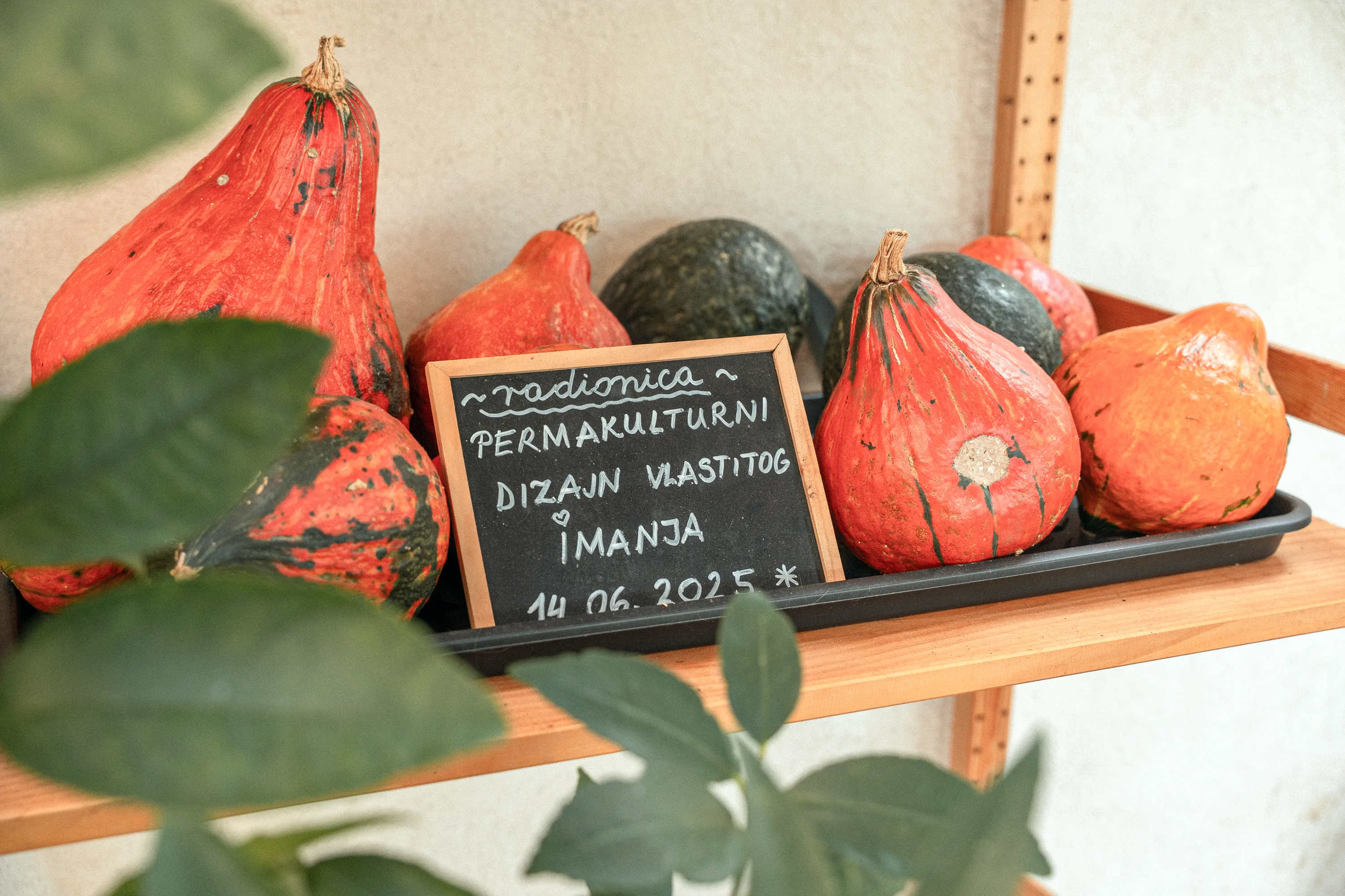 Pumpkins and a radionica chalkboard on the shelf