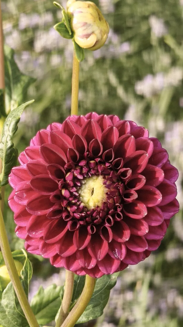Deep burgundy pom-pom dahlia in full bloom with an unopened bud rising above, Mrvica flower garden