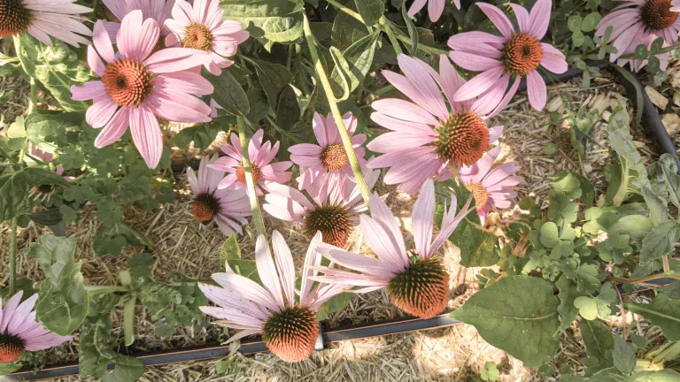 Bed of pink echinacea in full bloom on the Mrvica no-dig garden, mulched with straw and drip-irrigated