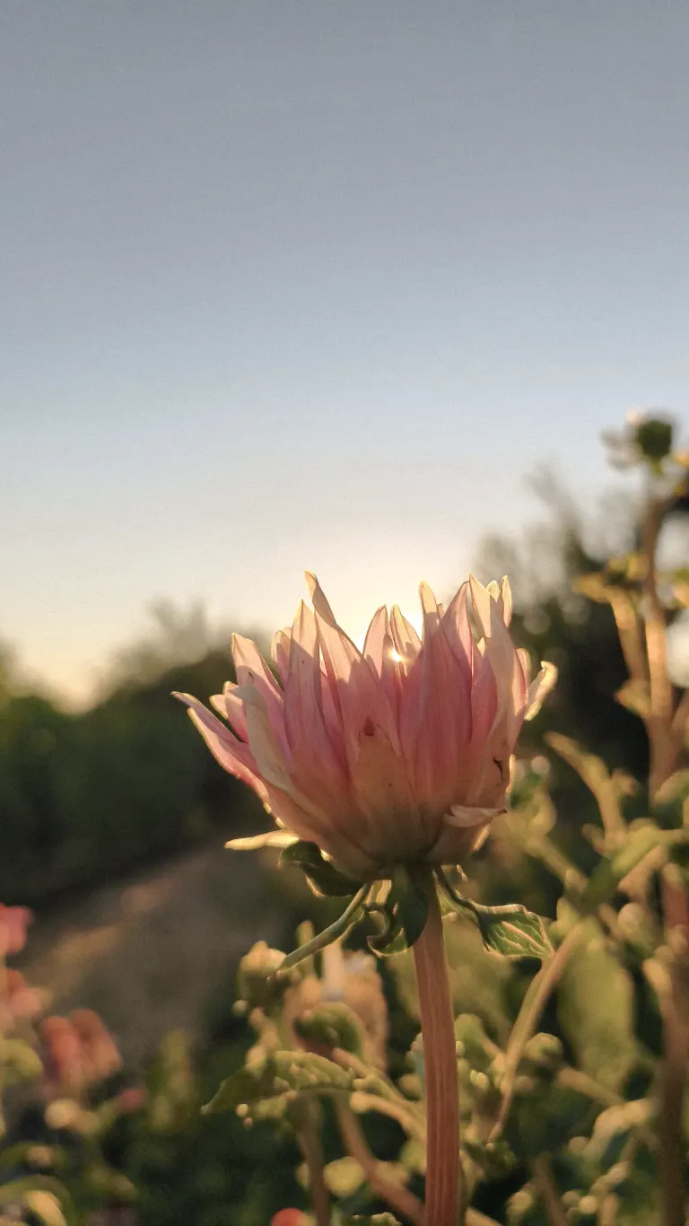 Pale pink dahlia bud just opening, backlit by the sunset through the petals, Mrvica garden