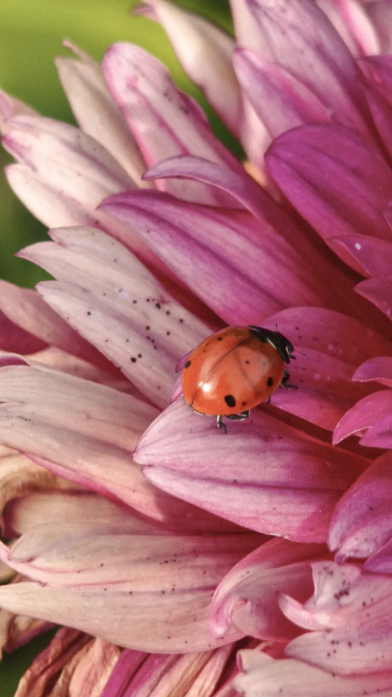 Ladybug resting on the layered pink petals of a dahlia at Mrvica