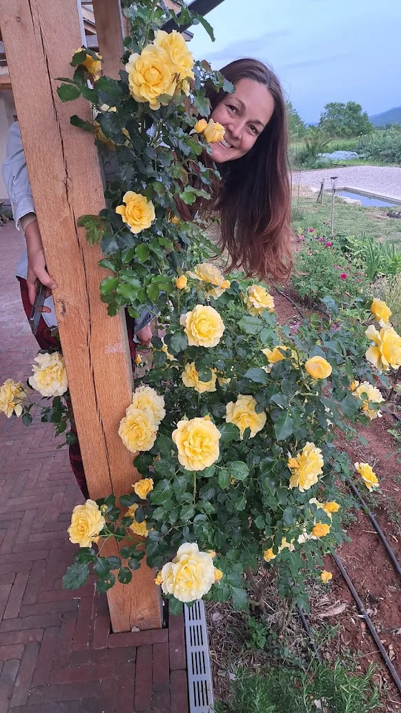 Ivana with yellow roses at Mrvica