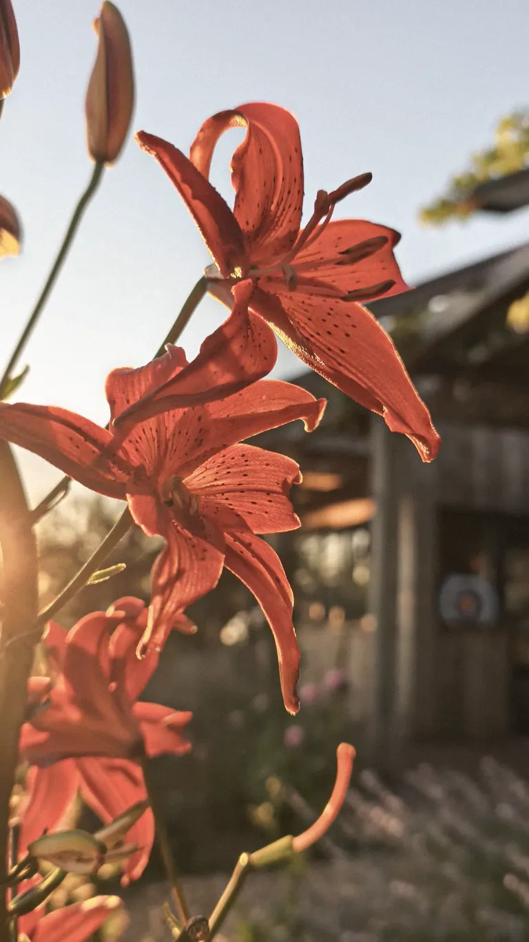 Orange tiger lilies backlit by the low sun at Mrvica, farm outbuilding softly visible behind