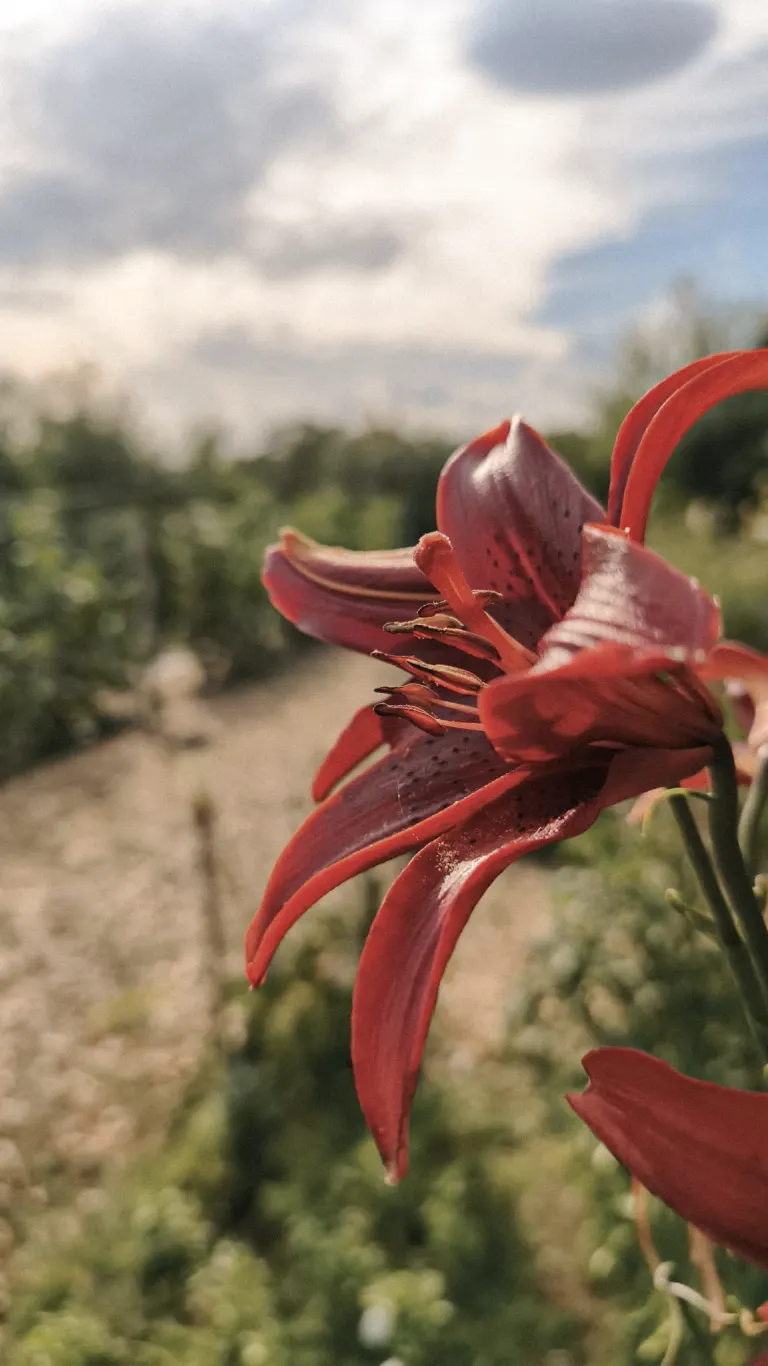 Deep red lily with dark speckles in profile, garden path softly blurred behind