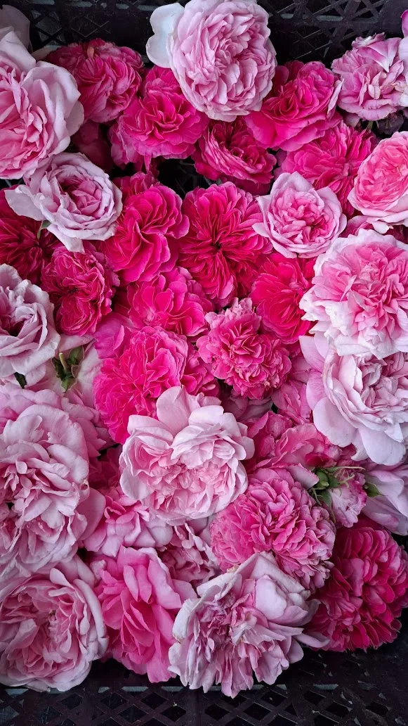 A harvest of roses from the Mrvica garden
