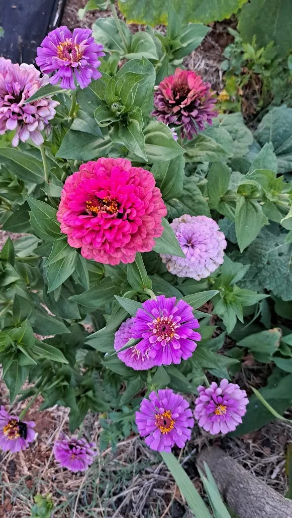 Zinnias in bloom at Mrvica, pink and purple against green