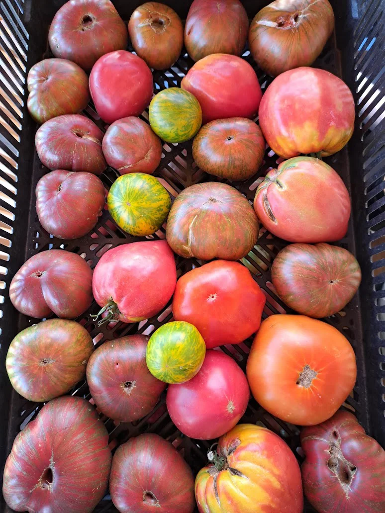 Dalmatian tomatoes from old seed varieties grown at Mrvica