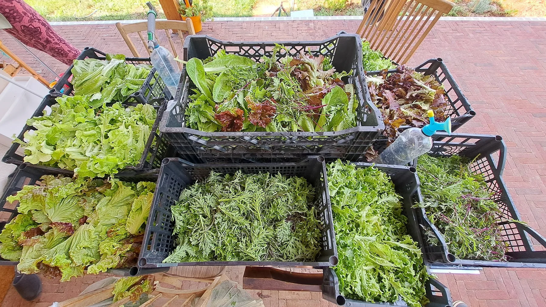 Seasonal harvest laid out on the wooden table