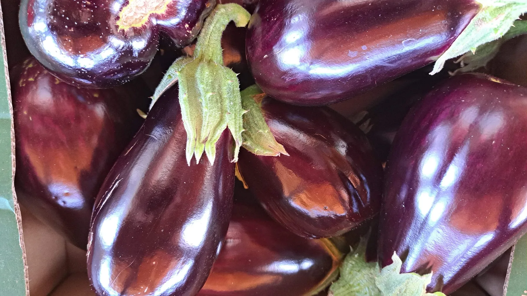 Hands lifting ripe produce from the living soil