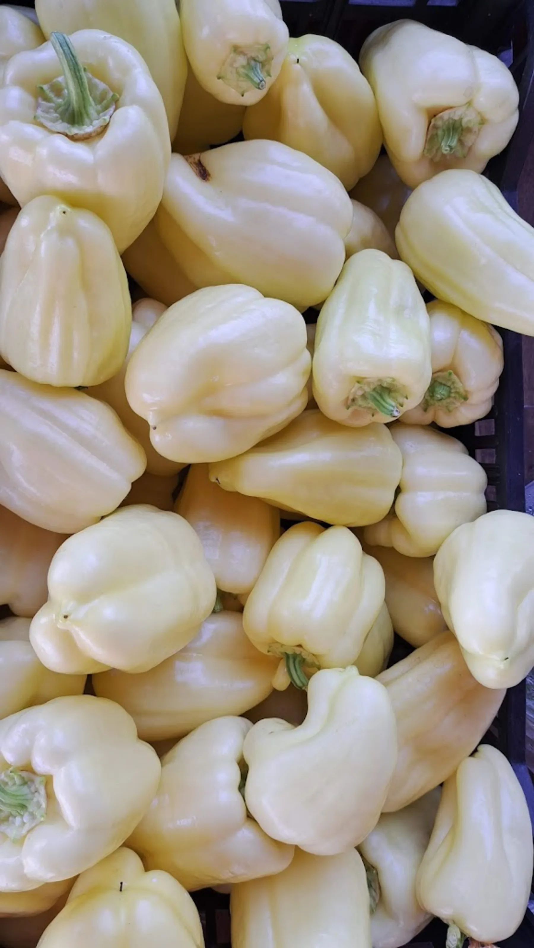 Morning in the Mrvica garden, beds in first light