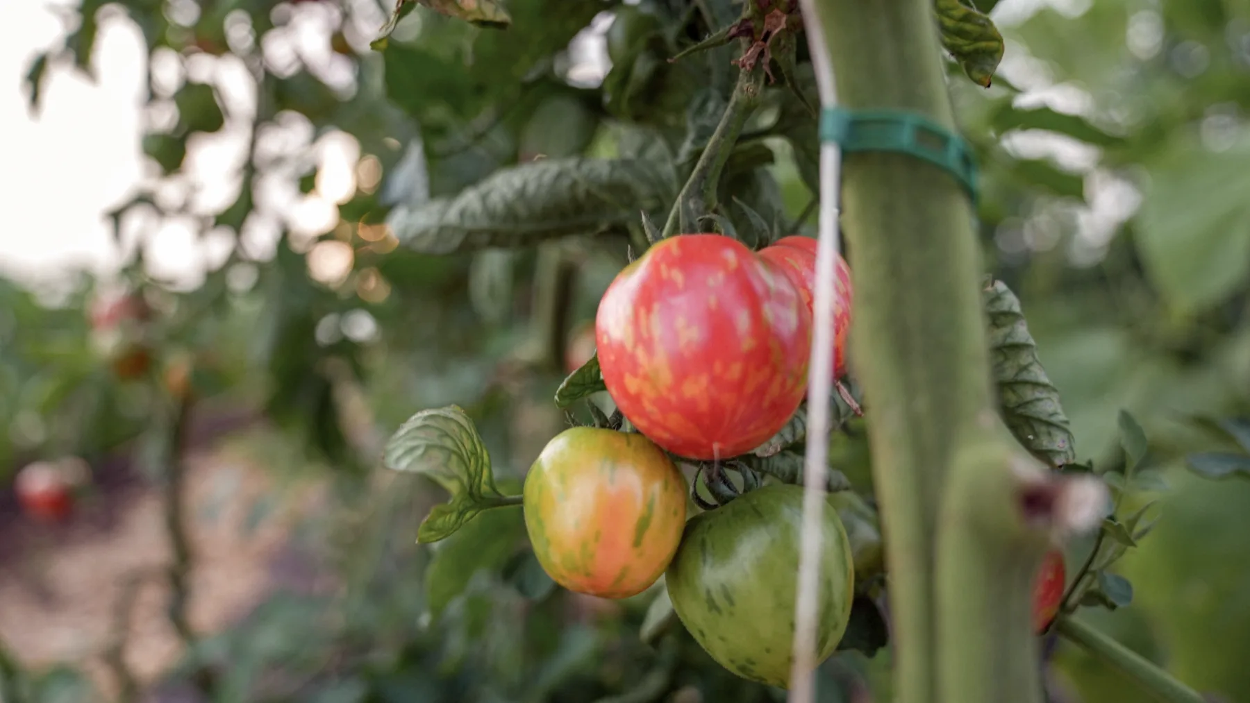 A basket of freshly harvested produce from Mrvica's no-dig beds