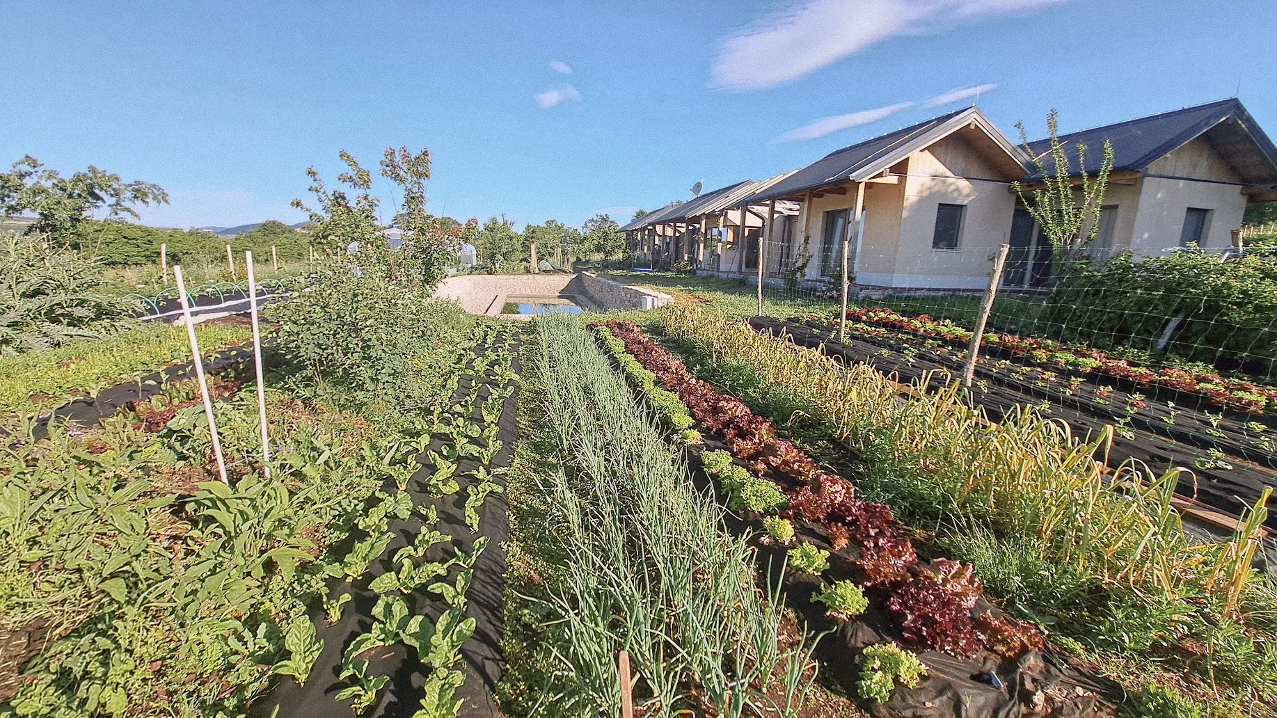 Mrvica farm rows with hempcrete house and blue sky