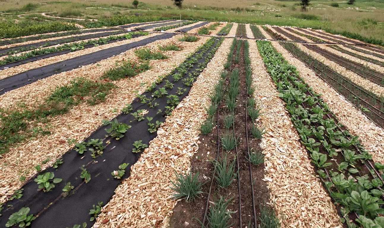 No-dig garden beds with woodchip paths